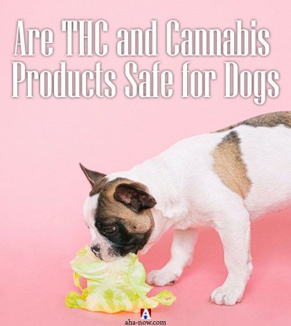 Are THC And Cannabis Products Safe For Dogs Aha NOW   Dog Thc 